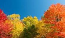 fall tree colors