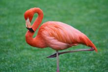 flamingo